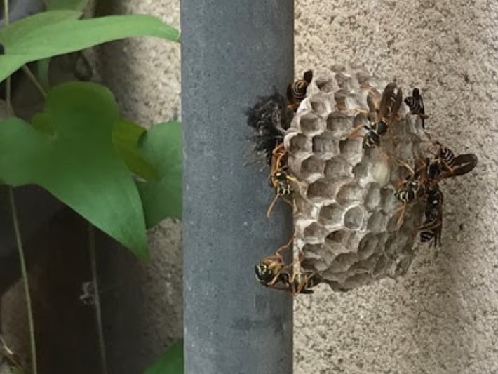 害虫・蜂